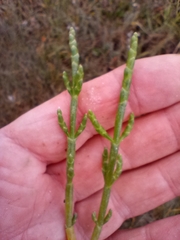 Salicornia