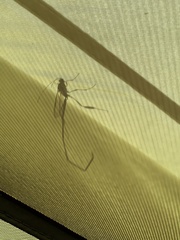 Pelecinus polyturator