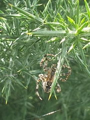 Araneus diadematus