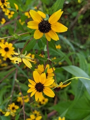 Rudbeckia triloba