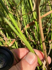 Juncus acuminatus