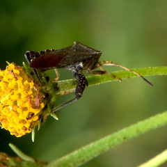 Euthochtha galeator