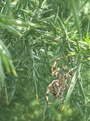 Araneus diadematus