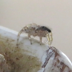 Salticinae