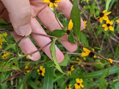 Rudbeckia triloba