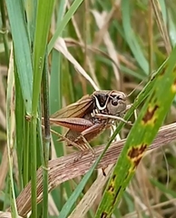 Roeseliana roeselii