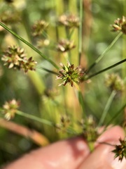 Juncus acuminatus