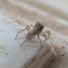 Salticinae