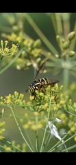 Spilomyia longicornis