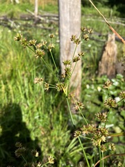 Juncus acuminatus