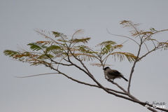 Pycnonotus aurigaster