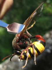 Delta unguiculatum