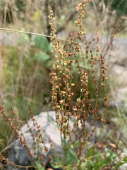 Rumex acetosella