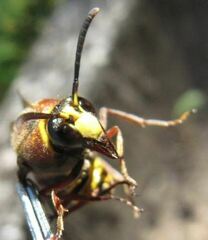 Delta unguiculatum