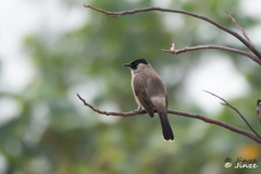 Pycnonotus aurigaster