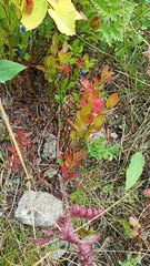 Vaccinium myrtillus