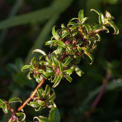 Cliffortia ferruginea