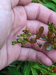 Hypericum punctatum