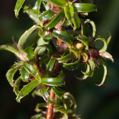 Cliffortia ferruginea