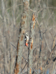 Dendrocopos leucotos