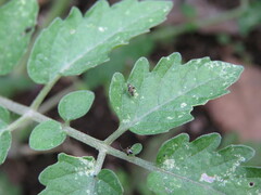 Microtechnites bractatus