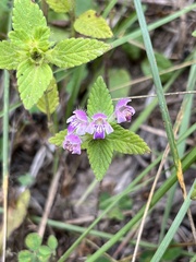 Galeopsis