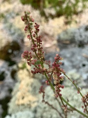 Rumex acetosella