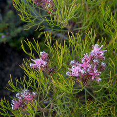 Serruria fasciflora