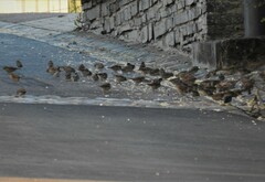 Passer domesticus domesticus