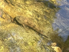 Cottus gobio