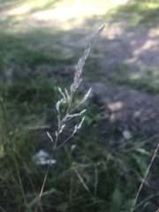 Poa pratensis