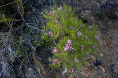 Serruria fasciflora