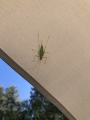 Meconema thalassinum