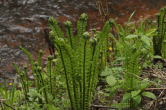 Matteuccia struthiopteris