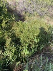 Cliffortia ferruginea