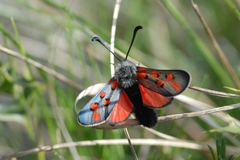 Zygaena rhadamanthus