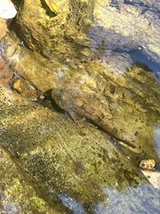 Cottus gobio