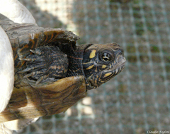 Graptemys ouachitensis