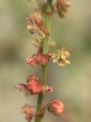 Rumex acetosella