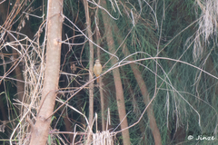 Phoenicurus auroreus