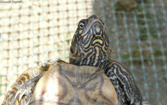 Graptemys ouachitensis