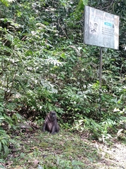 Macaca maura