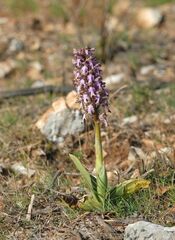 Himantoglossum robertianum