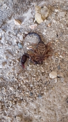 Euscorpius