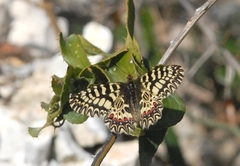 Zerynthia polyxena