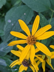 Helianthus