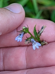 Lobelia inflata