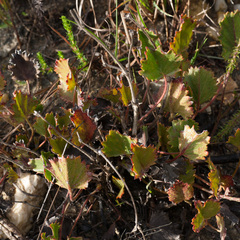 Pelargonium elegans