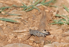 Aiolopus strepens