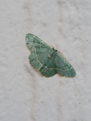 Chlorochlamys phyllinaria